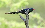 Green Woodhoopoe